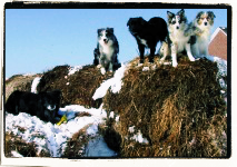 Our Aussies on haybale